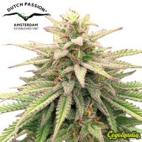 CBD Skunk Haze - Dutch Passion