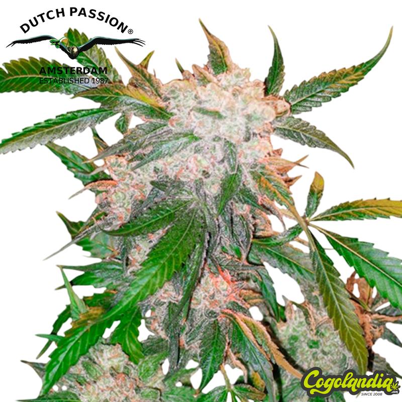 White Widow - Dutch Passion Semillas Feminizadas