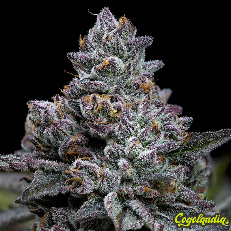 Apple Fritter - Barney's Farm