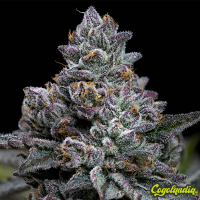 Apple Fritter - Barney's Farm