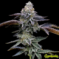 Blue Dream - Barney's Farm