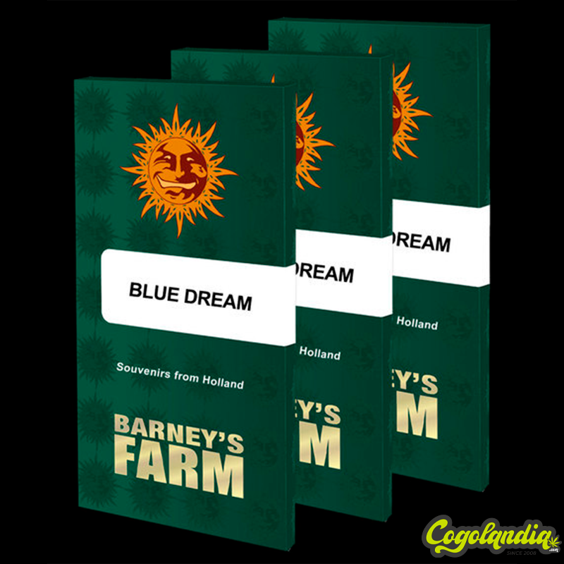 Blue Dream - Barney's Farm