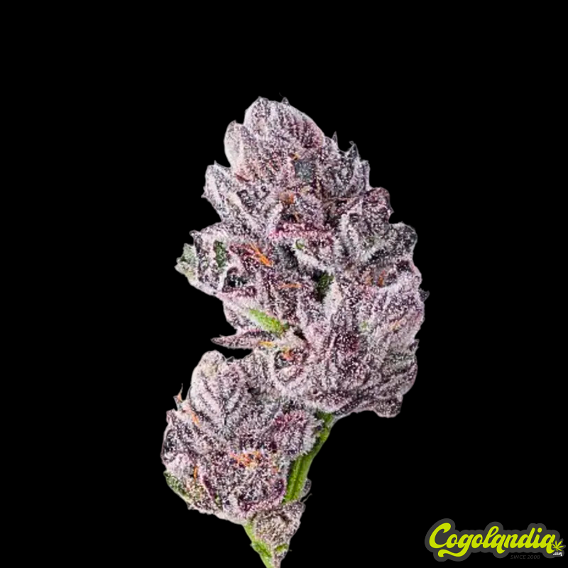 Iced Sangria Triploid - Grower's Choice Semillas Feminizadas