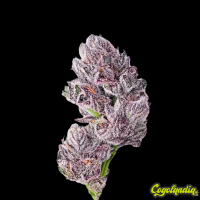 Iced Sangria Triploid - Grower's Choice Semillas Feminizadas