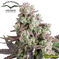 Candy Bubatz XL - Dutch Passion