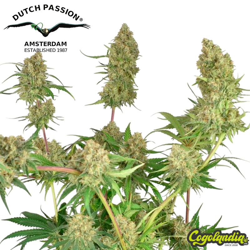 Skywalker Haze - Dutch Passion Semillas Feminizadas