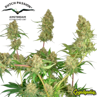 Skywalker Haze - Dutch Passion Semillas Feminizadas