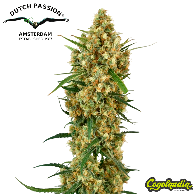 Snow Bud - Dutch Passion Semillas Feminizadas