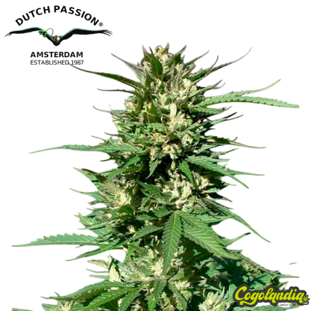 Skunk n11 - Dutch Passion