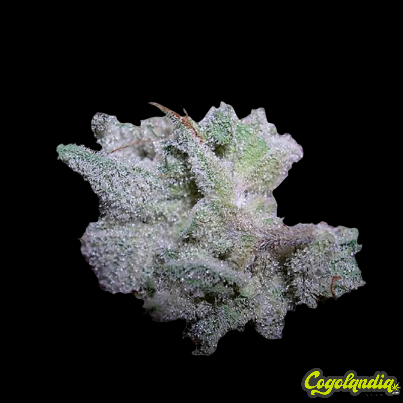 Brain Damage - Grower's Choice 