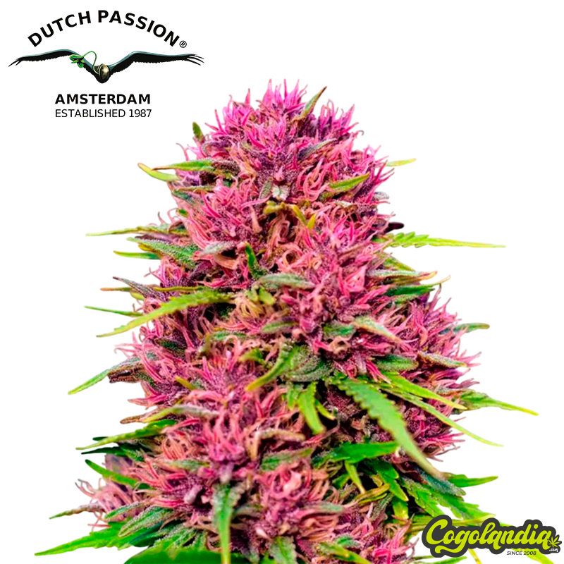 Frisian Dew - Dutch Passion Semillas Feminizadas