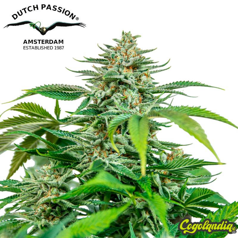 Orange Hill Special - Dutch Passion