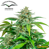 Orange Hill Special - Dutch Passion