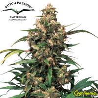 Strawberry Cough - Dutch Passion Semillas Feminizadas