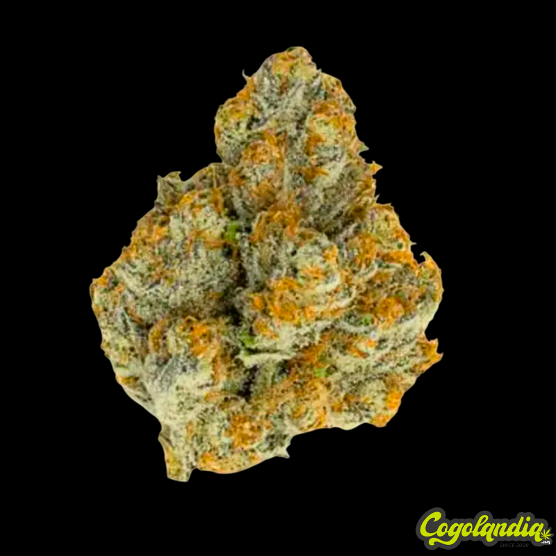 Blue Zushi - Grower's Choice