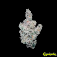 Super Boof - Grower's Choice Semillas Feminizadas