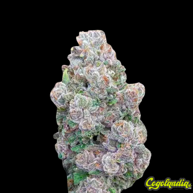 Mimosa Gusher - Grower's Choice