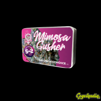 Mimosa Gusher - Grower's Choice