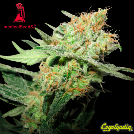 Y Griega CBD - Medical Seeds