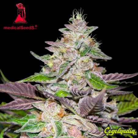 Mendocino Purple Kush - Medical Seeds