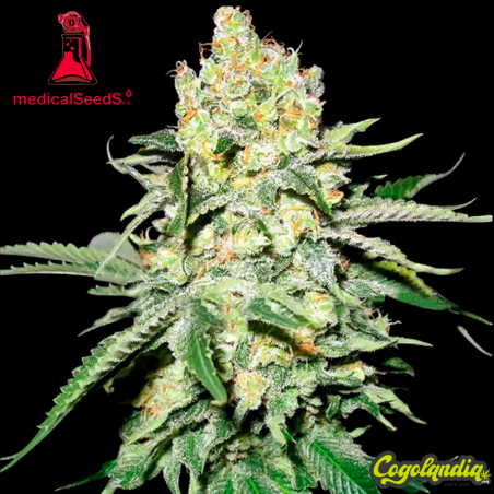 No Name - Medical Seeds