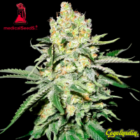 No Name - Medical Seeds
