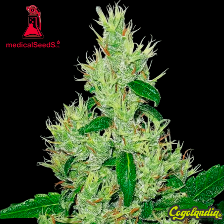 Y Griega - Medical Seeds