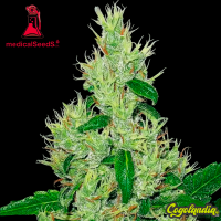Y Griega - Medical Seeds