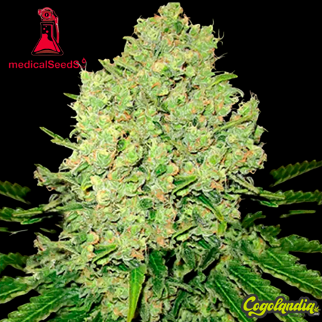 Prozack - Medical Seeds