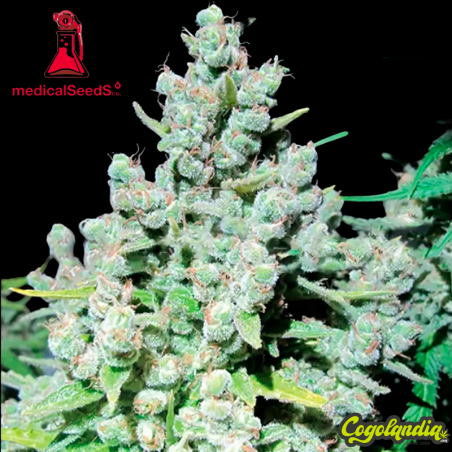Malakoff - Medical Seeds