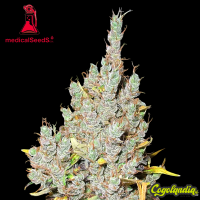 2046 - Medical Seeds