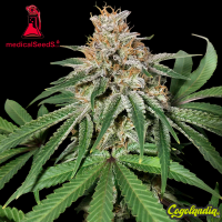 1024 - Medical Seeds
