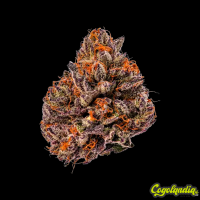 Tropicana Cherry - Grower's Choice