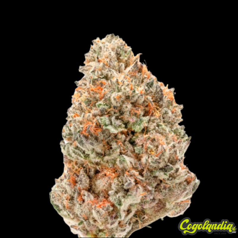 Watermelon Weddingcake - Grower's Choice 