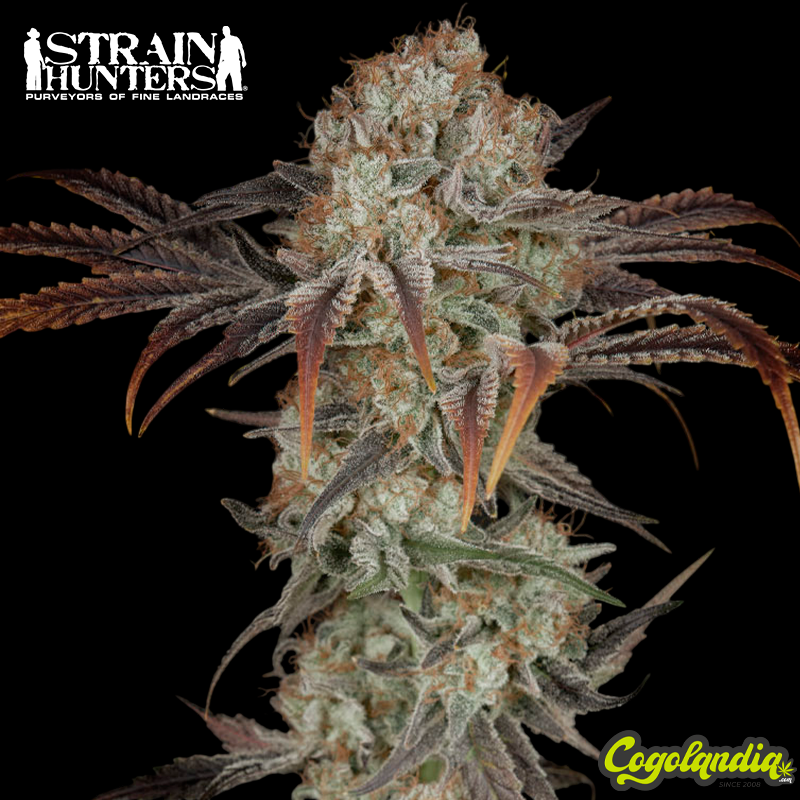 Money Maker - Strain Hunters