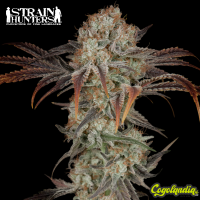 Money Maker - Strain Hunters