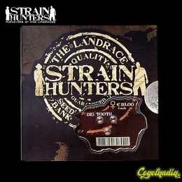 Big Tooth - Strain Hunters Semillas Feminizadas