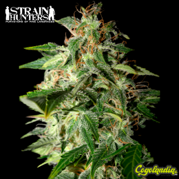 Afgooey - Strain Hunters Semillas Feminizadas