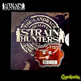 Afgooey - Strain Hunters Semillas Feminizadas