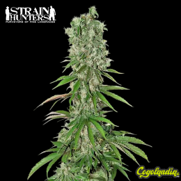 White Strawberry Skunk - Strain Hunters Semillas Feminizadas