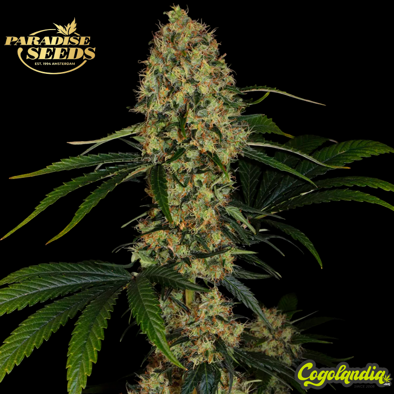 L.A. Amnesia - Paradise Seeds