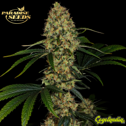 L.A. Amnesia - Paradise Seeds