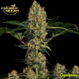 Mendocino Skunk - Paradise Seeds
