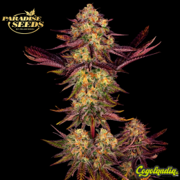 Tangerine Sorbet - Paradise Seeds