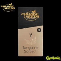 Tangerine Sorbet - Paradise Seeds