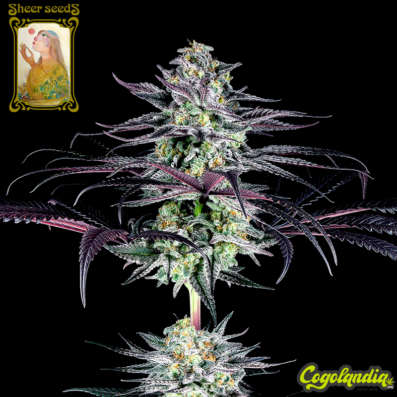 Mandarine Zkittles - Sheer Seeds