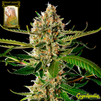 Sheer Lemon OG - Sheer Seeds