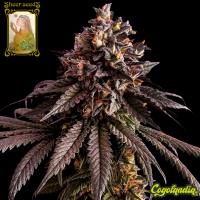 Sheer Cream - Sheer Seeds