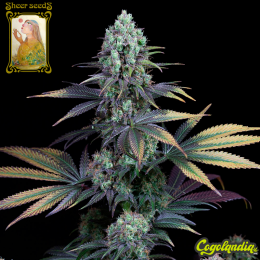 Sheer Dancehall CBD - Sheer Seeds