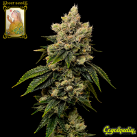 Sheer Kush - Sheer Seeds